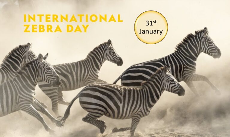 International Zebra Day 768x458 