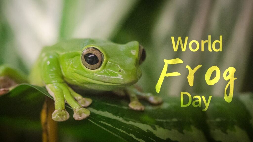 World Frog Day 20th March Ministry of Wildlife and Forest Resources