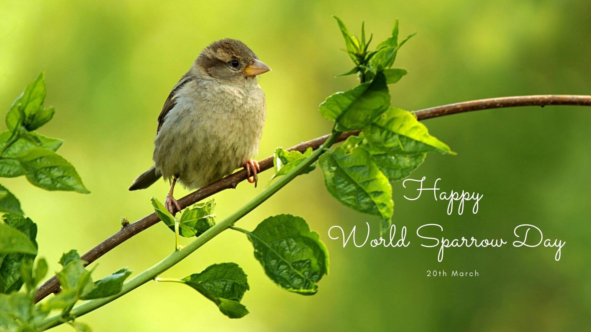 World Sparrow Day – 20th March – Ministry of Wildlife and Forest ...