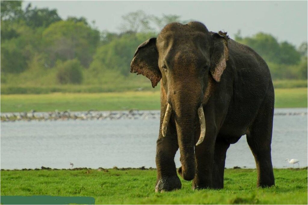 World Elephant Day – 12th August – Ministry of Wildlife and Forest